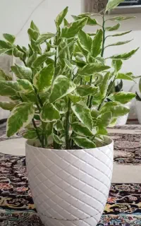 گل برگ سیب سر سبز و زیبا