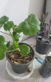 تعداد ۳۰ عدد گل شمعدانی