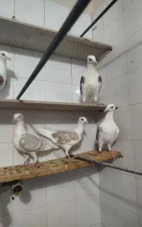 تعداد ۷ عدد جوجه پشت آلمانی کاکلی