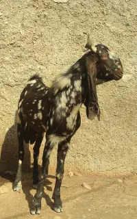 نر بز کاموری