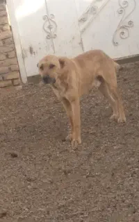 سگ‌نگهبان