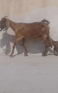 بز کهره دار