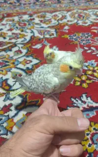 فروش 4تا جوجه عروس چشم شرابی  کینگ سایز