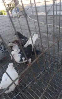 کفتر سربری۶تا با هم ۵۰۰