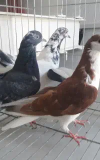 چهار تا کبوتر ماده