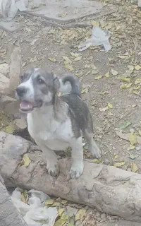 سگ افغان سرابی