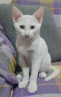 واگذاری بچه گربه سفید