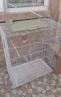 دوتا قفس