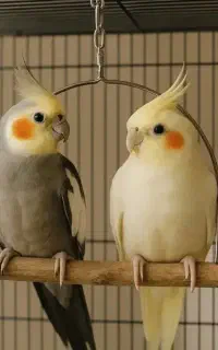 عروس هلندی پیدا شده در منطقه سعید آباد