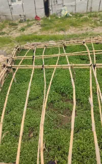 گوجه فرنگی کردی