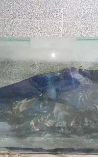 اکواریوم‌بزرگ