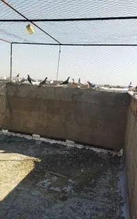 ده عدد کبوتر پرشی