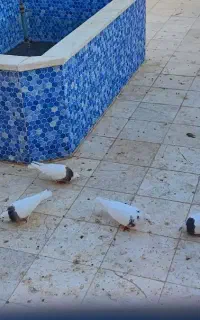 یک عدد قفس و ۴ عدد کفتر طوقی