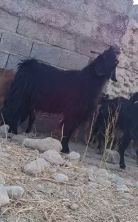 پازن دو‌بور بزنر