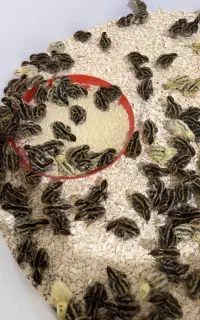 جوجه بلدرچین ۸روزه