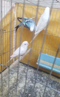 مرغ عشق  کار داده با جوجه