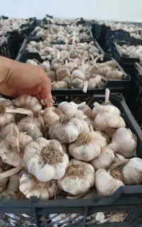 سیر