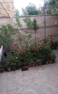گل های طبیعی