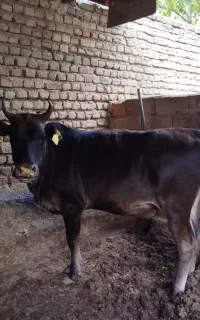 گوساله چاق