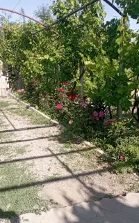 خریدار کود گاوی