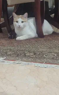 گربه گمشده