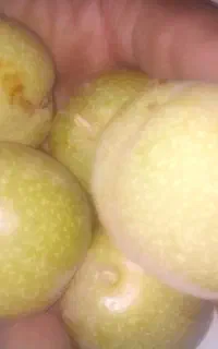 گردو باپوست چرب درجه یک زیر قیمت بازار