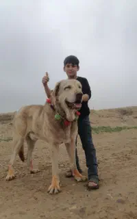 معاوضه با ماده سگ