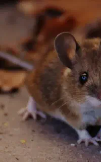 سمپاشی سوسک .موش .باغ مرکبات .کافه .رستوان