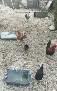 فروش تخم مرغ نطفه دار ازبهترین مروخروسهای محلی