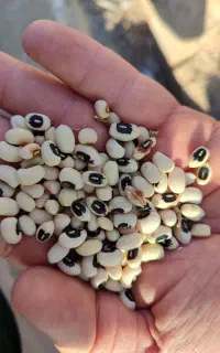 خریداری لوبیا.ماش.کنجد.گندم