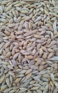 جو بذری