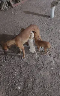 واگذاری سگ شکاری