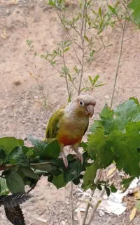 طوطی گرینچیک