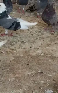 نر دوکت گم کردم