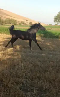 اسب