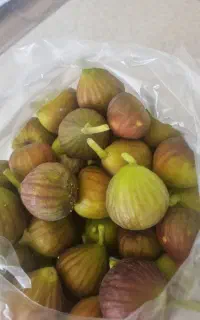 انجیر