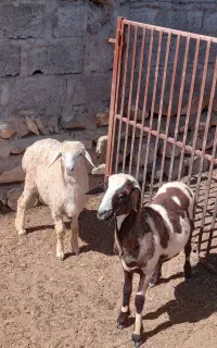 بره نر فروشی  اطراف بندرلنگه