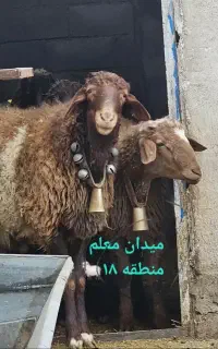 درجه یک و چاق نر همه رقم موجود