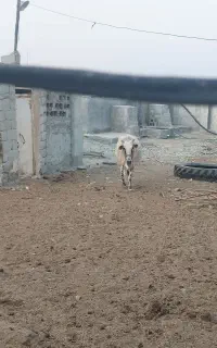 گاو ماده حامله