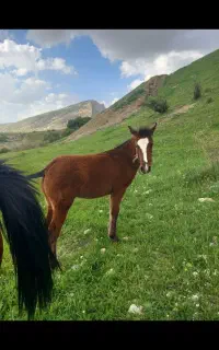 مادیون و کره اسب