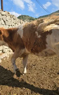 گاو سیمینتال  ۲۰۰