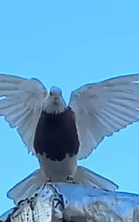 گروه کبوتر بازان پلدختر