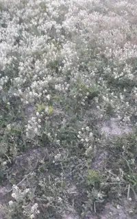 ۲خط رندتلفن ثابت منطقه صفاییه۲۰۰میلیون