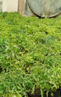 نشا گوجه فرنگی فلفل بادمجان