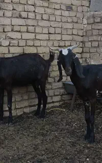 بز دو رگ پاکستانی آبستن سنگین