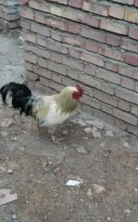 خروس محلی