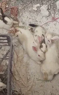 خرگوش نر وماده