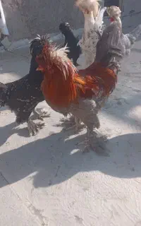 جوجه مرغ سلطان ..برهما