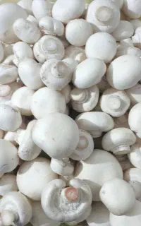 آموزش و راه اندازی پرورش قارچ