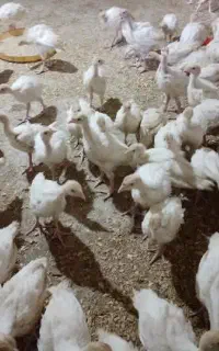 فروش بقلمون وجوجه مرغ